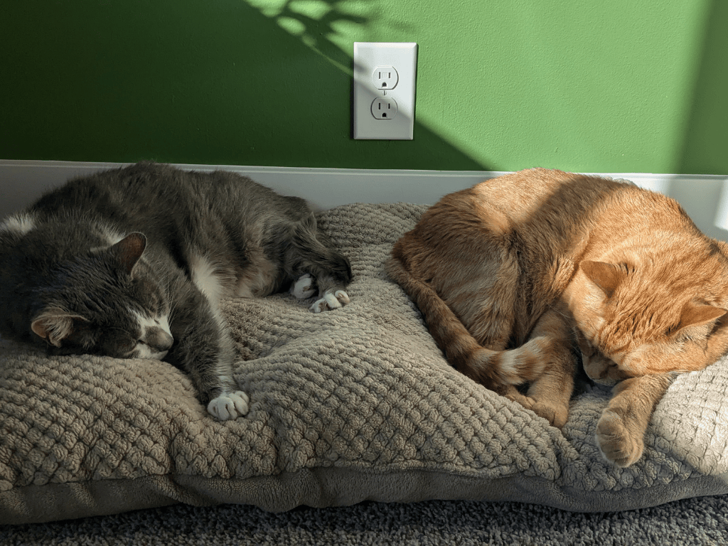 Cats Moose and Goose sleeping