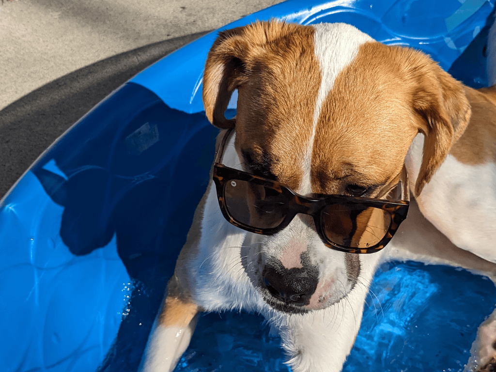 Wilbere the dog with sunglasses on